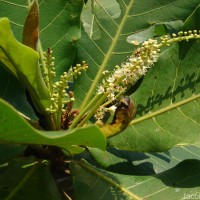 Terminalia catappa L.